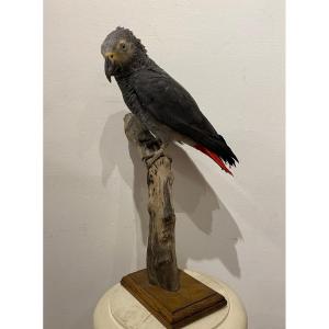 Perroquet Gris Du Gabon