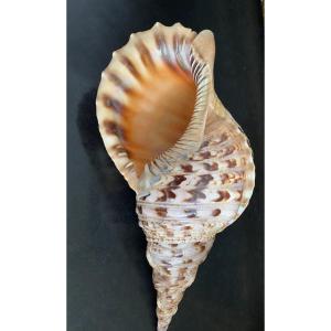 coquillage, Conque Triton géant , objet de curiosité