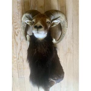 Trophée de chasse, taxidermie, Mouflon en cape