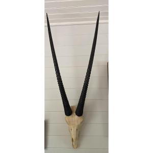 Massacre d'Oryx, trophée de chasse