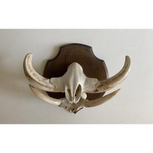 Warthog Slaughter
