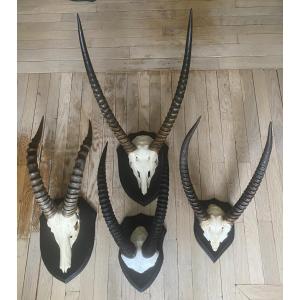 Massacres de Damalisque et de Cobe Delfassa, beaux trophées.