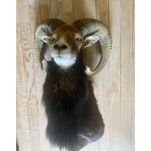 Hunting Trophy, Mouflon In A Cape