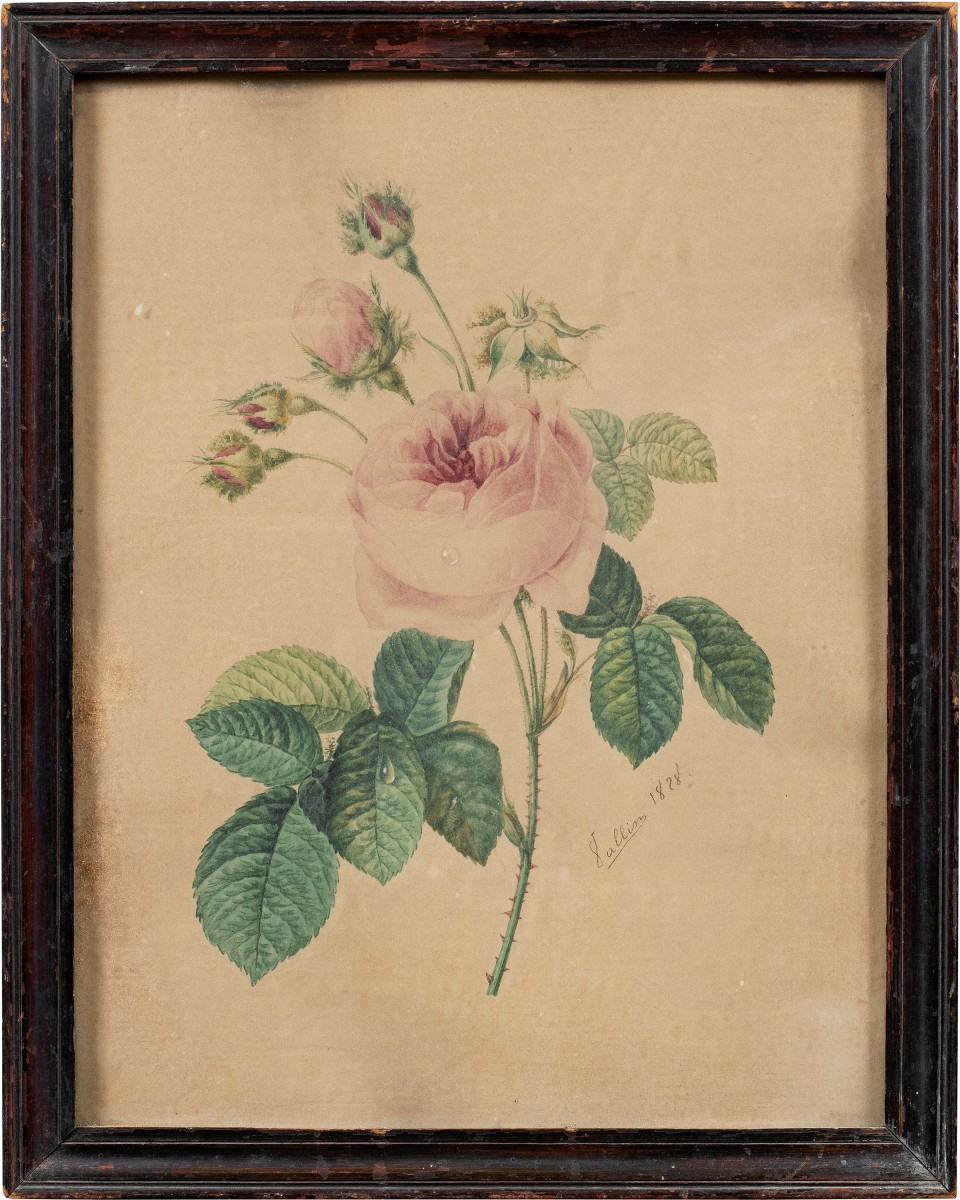 Créateur européen (daté de 1828) - La Rose.