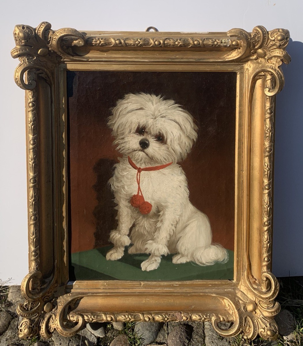 Italian Painter (19th Century) - Portrait Of A Maltese Dog.-photo-4