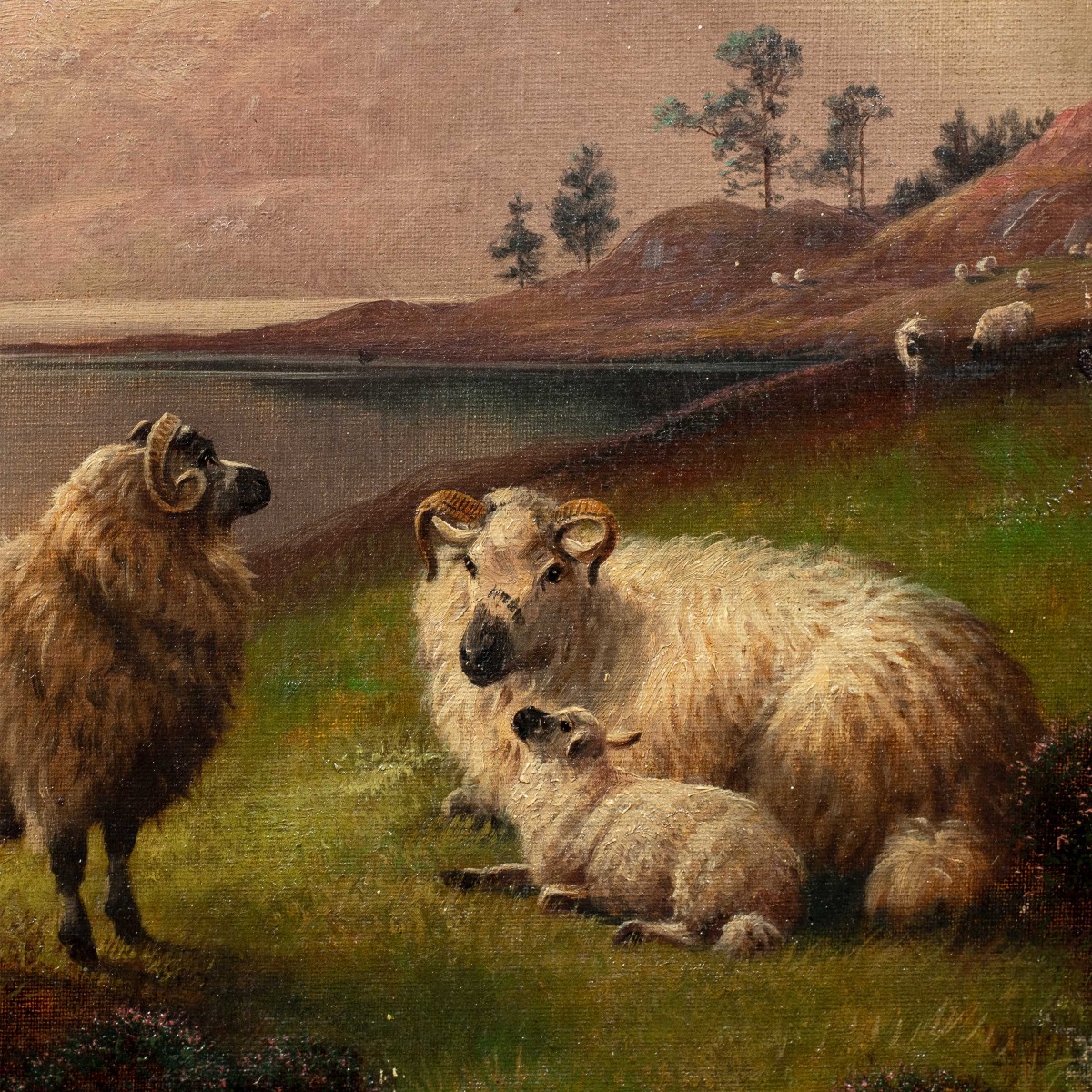 Henry Robinson Hall (york 1859 - Barrow-in-furness 1927) - Sheep Family In The Highlands.-photo-2