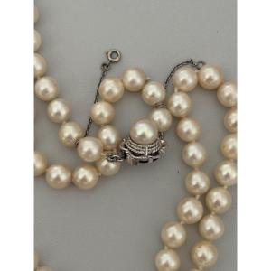 7606 - Akoya Choker Pearls Necklace