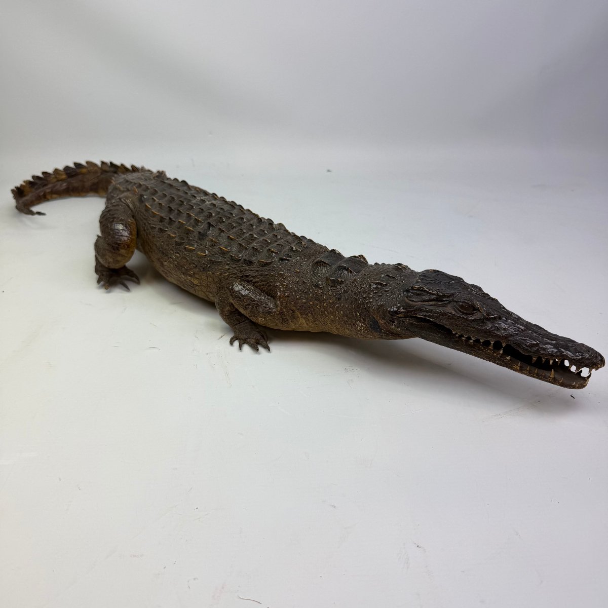 Taxidermy Of A Caiman-photo-3