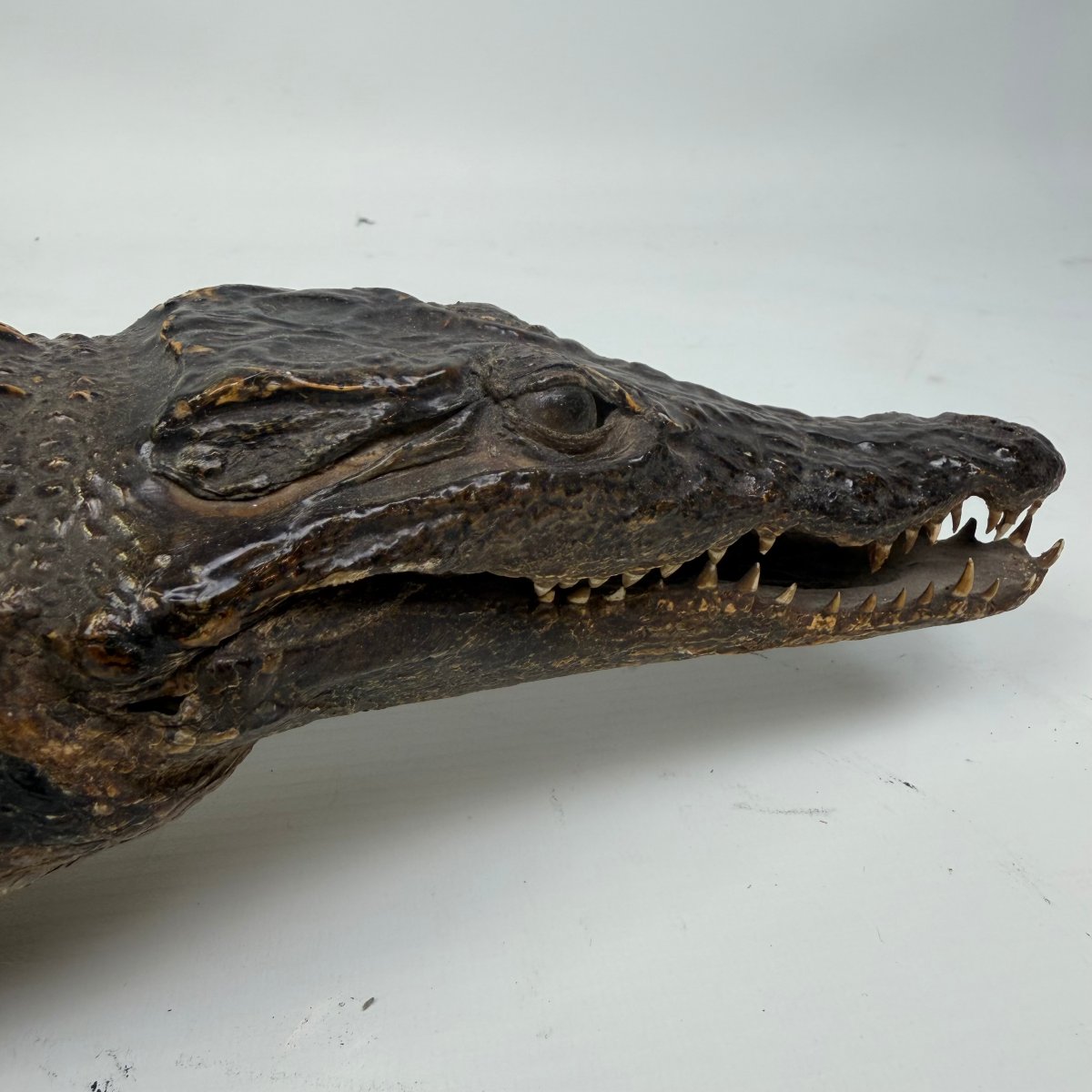 Taxidermy Of A Caiman-photo-4