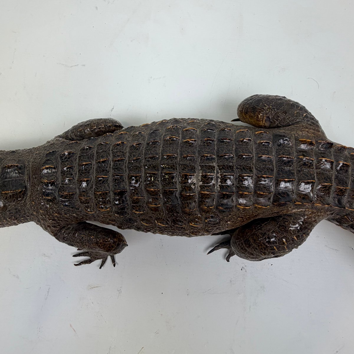 Taxidermy Of A Caiman-photo-1