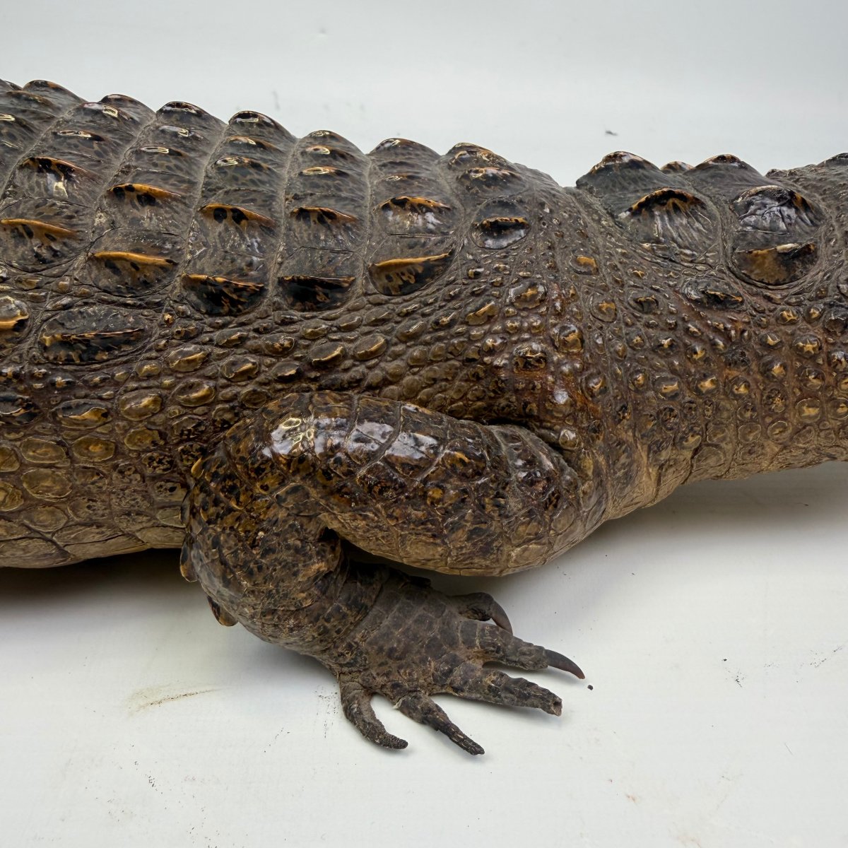 Taxidermy Of A Caiman-photo-2