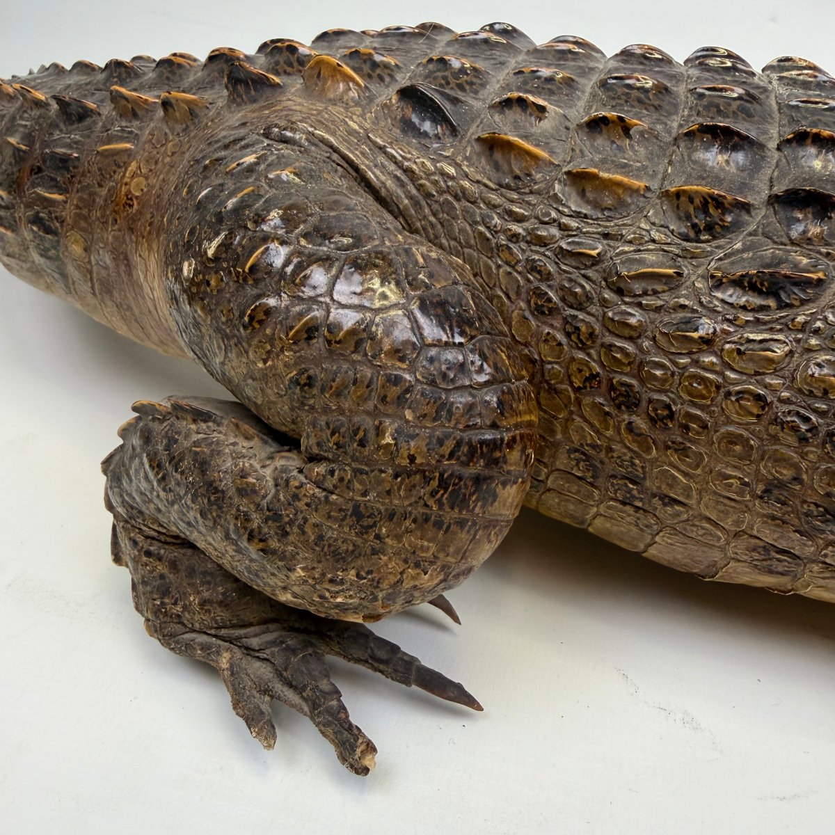 Taxidermy Of A Caiman-photo-3