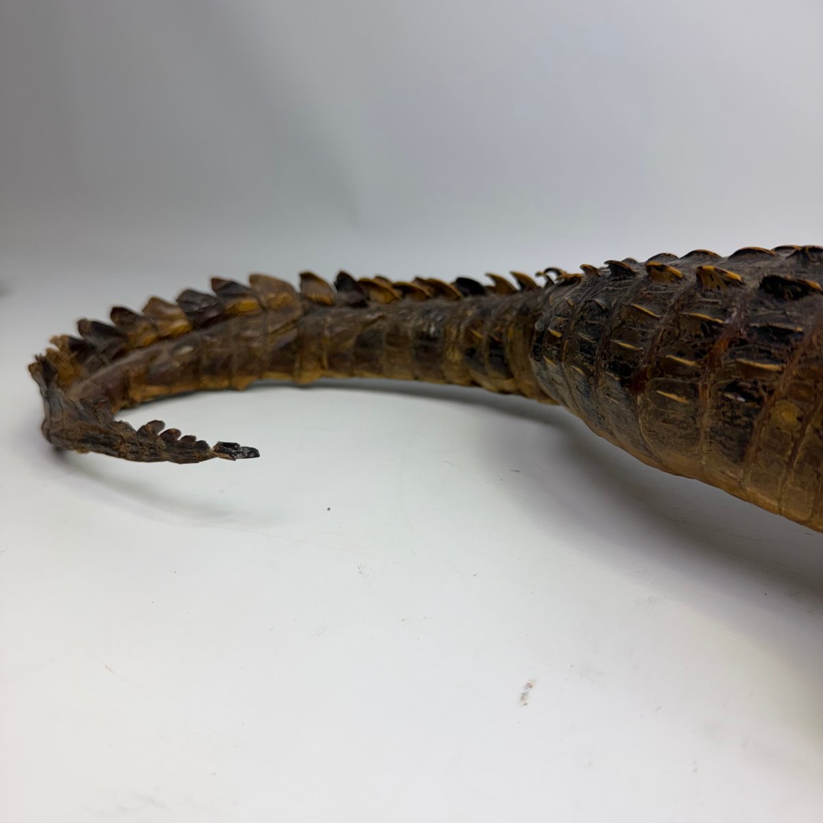 Taxidermy Of A Caiman-photo-4