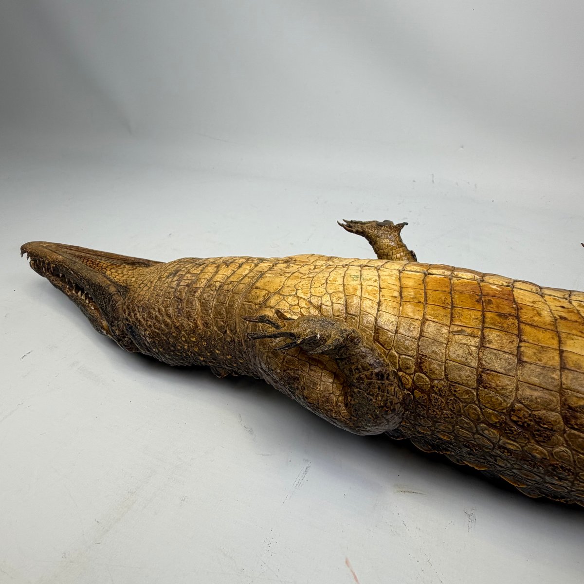 Taxidermy Of A Caiman-photo-5