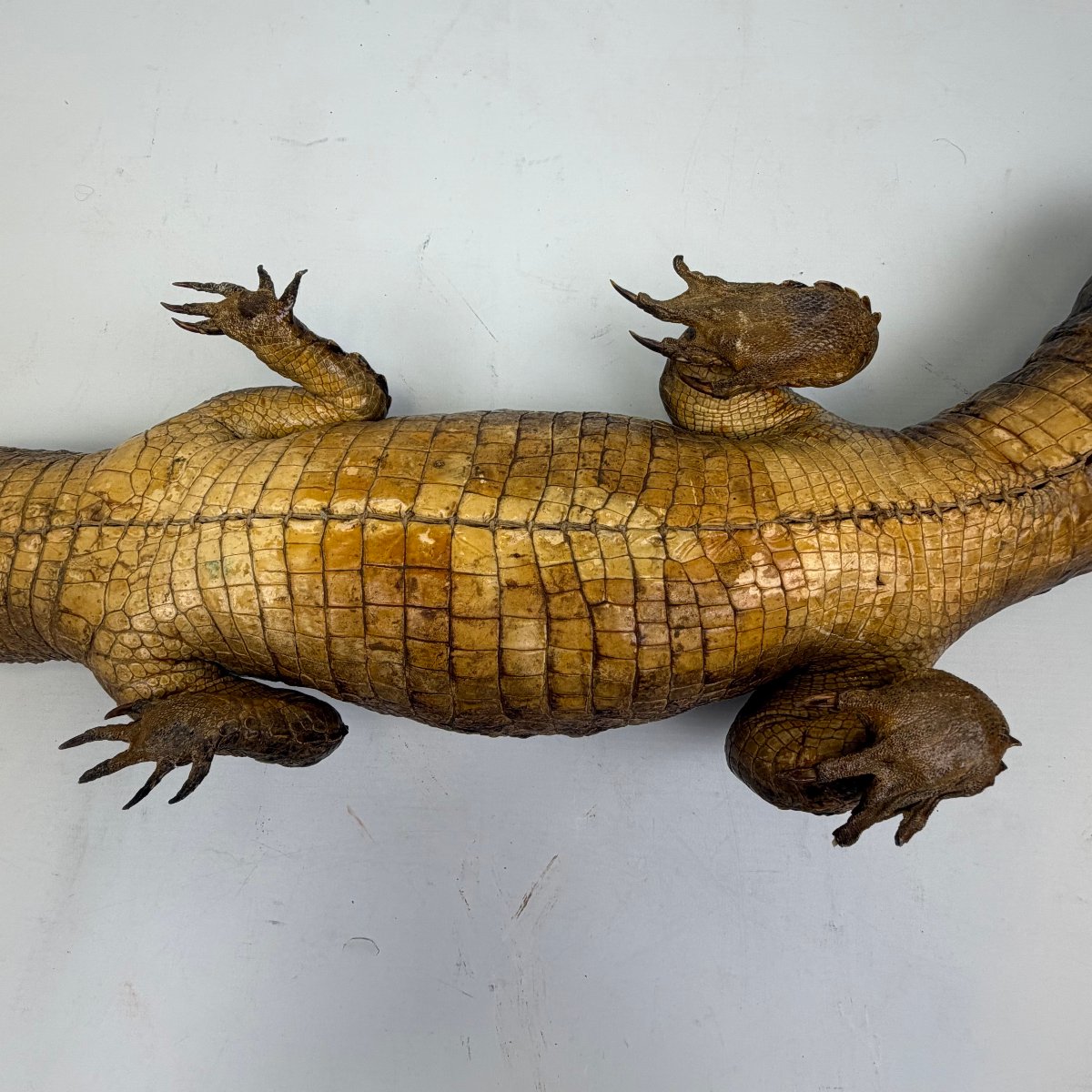 Taxidermy Of A Caiman-photo-7