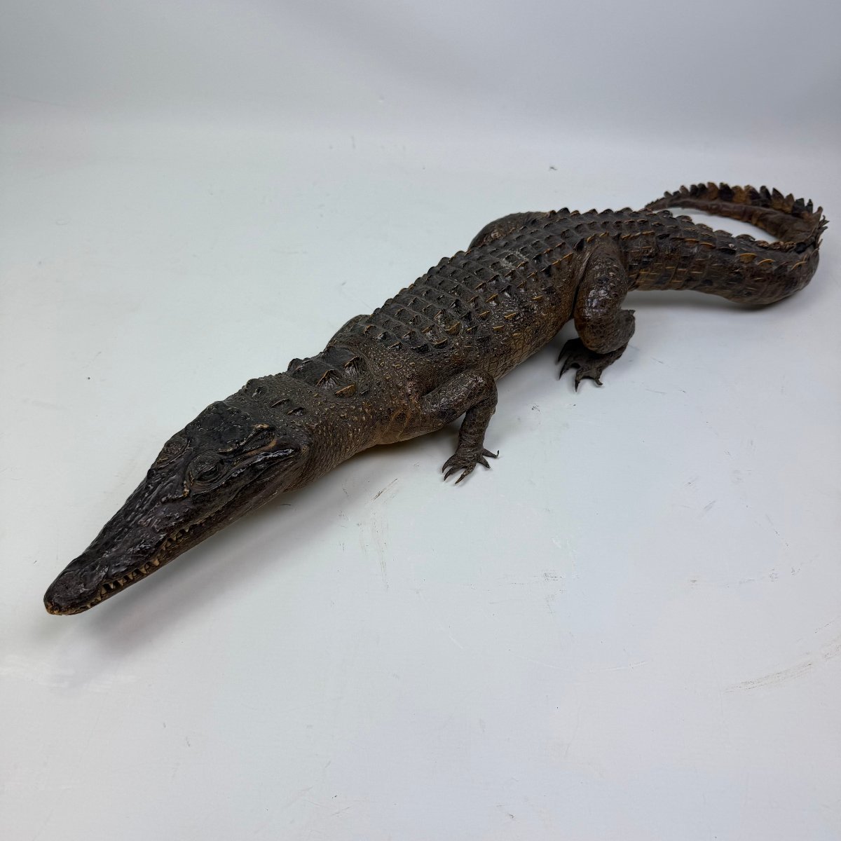 Taxidermy Of A Caiman