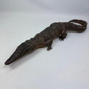 Taxidermy Of A Caiman