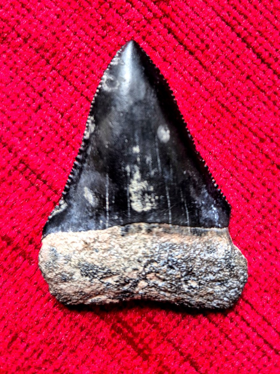 Fossil Tooth Of Great White Shark - Carcharodon Carcharias - South Carolina - Neogene-photo-2