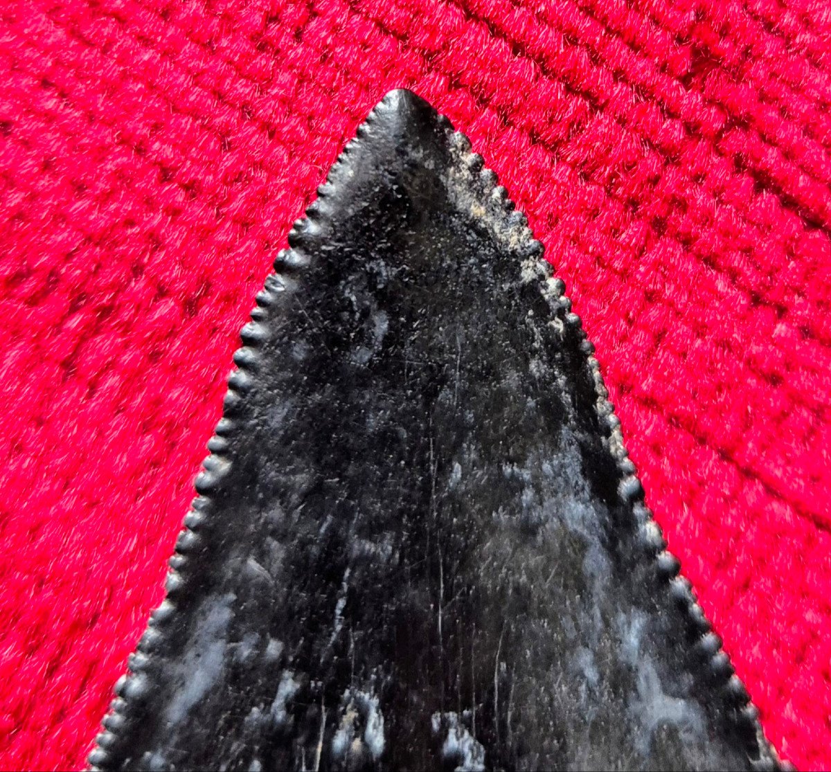 Fossil Tooth Of Great White Shark - Carcharodon Carcharias - South Carolina - Neogene-photo-1