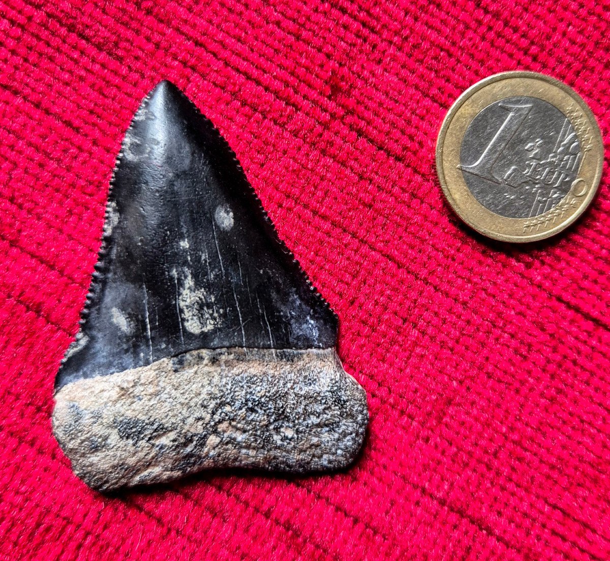 Fossil Tooth Of Great White Shark - Carcharodon Carcharias - South Carolina - Neogene-photo-2