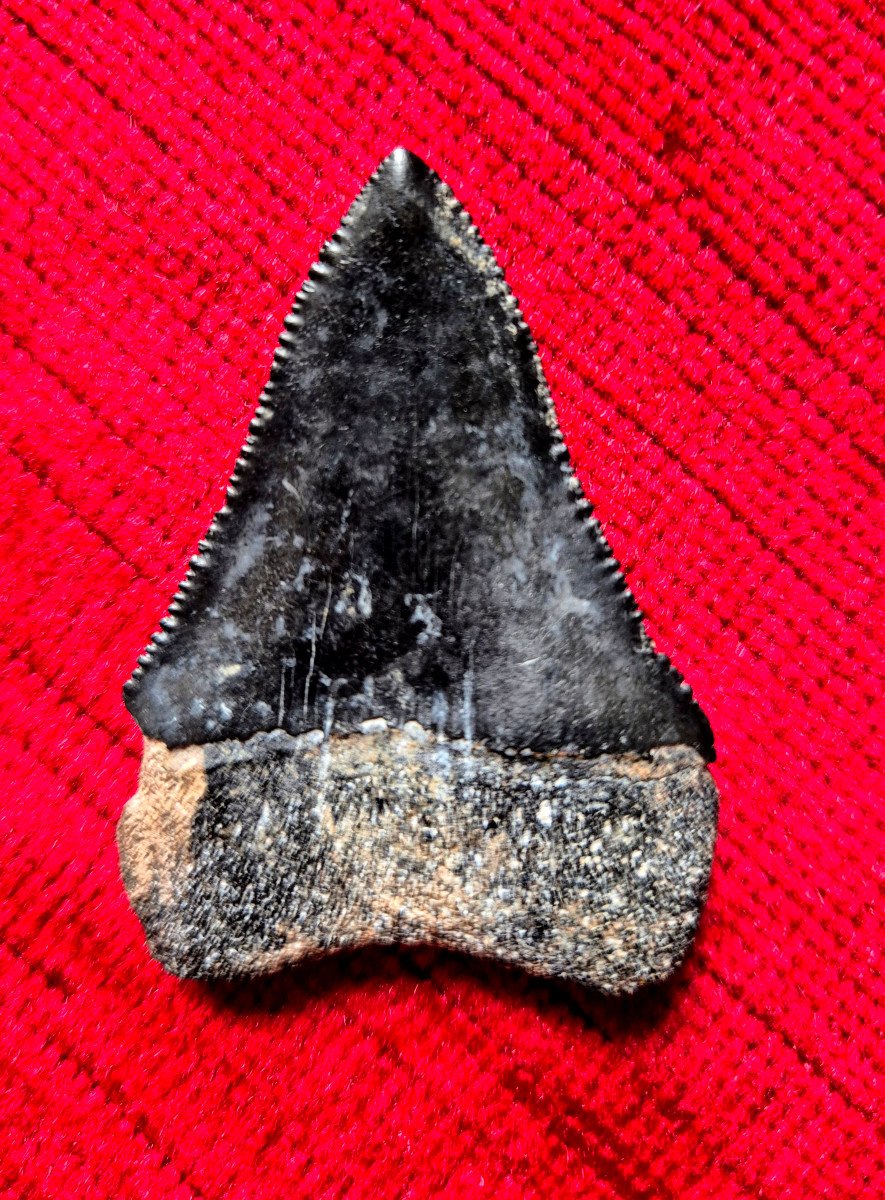Fossil Tooth Of Great White Shark - Carcharodon Carcharias - South Carolina - Neogene