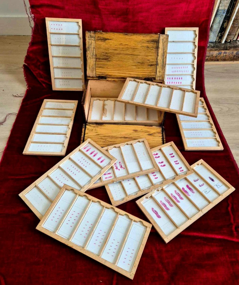 Coffret scientifique de lames minces histologiques  - microscope 