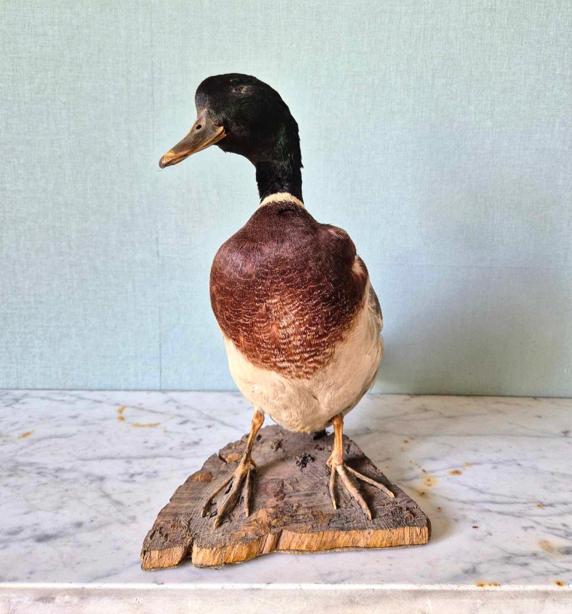 Canard Colvert - Taxidermie milieu du XXe siècle-photo-2