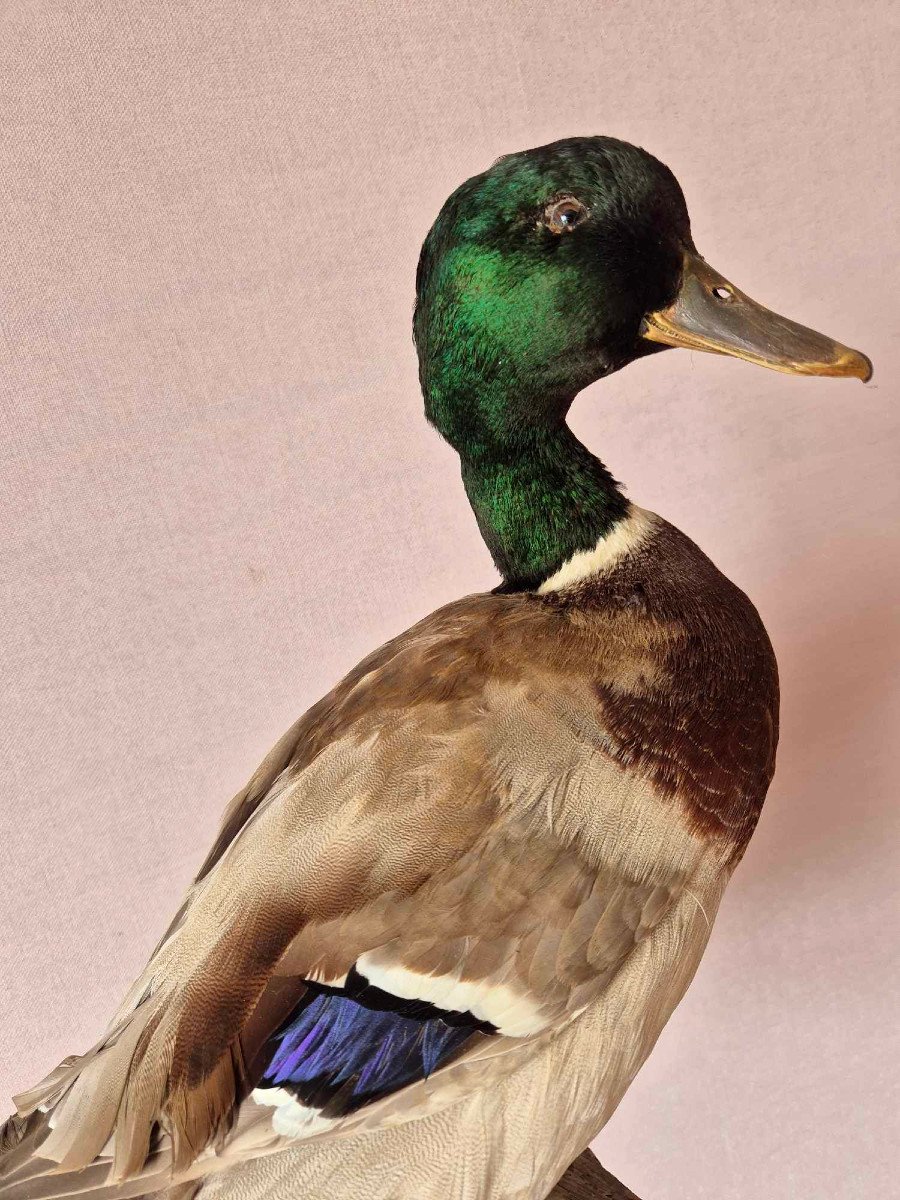 Canard Colvert - Taxidermie milieu du XXe siècle-photo-4