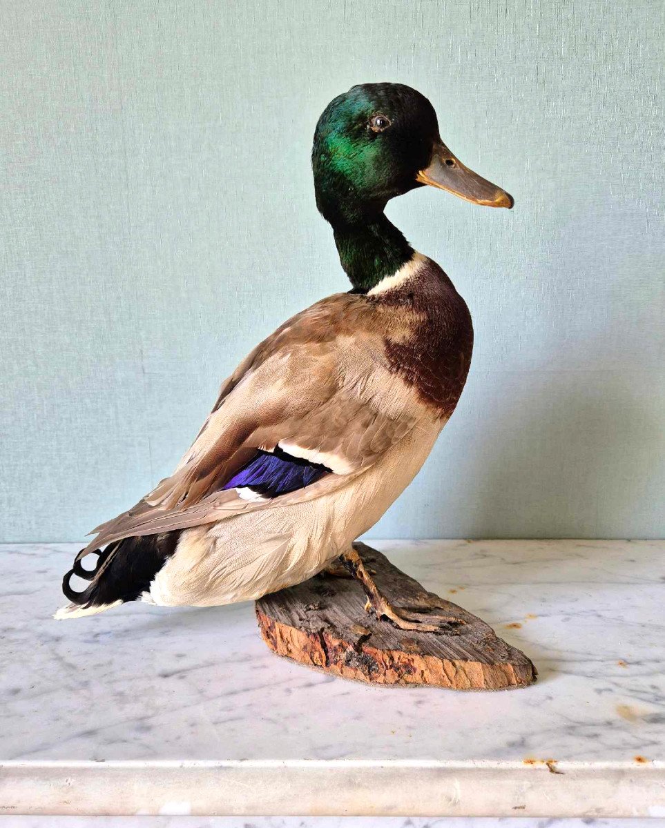 Canard Colvert - Taxidermie milieu du XXe siècle