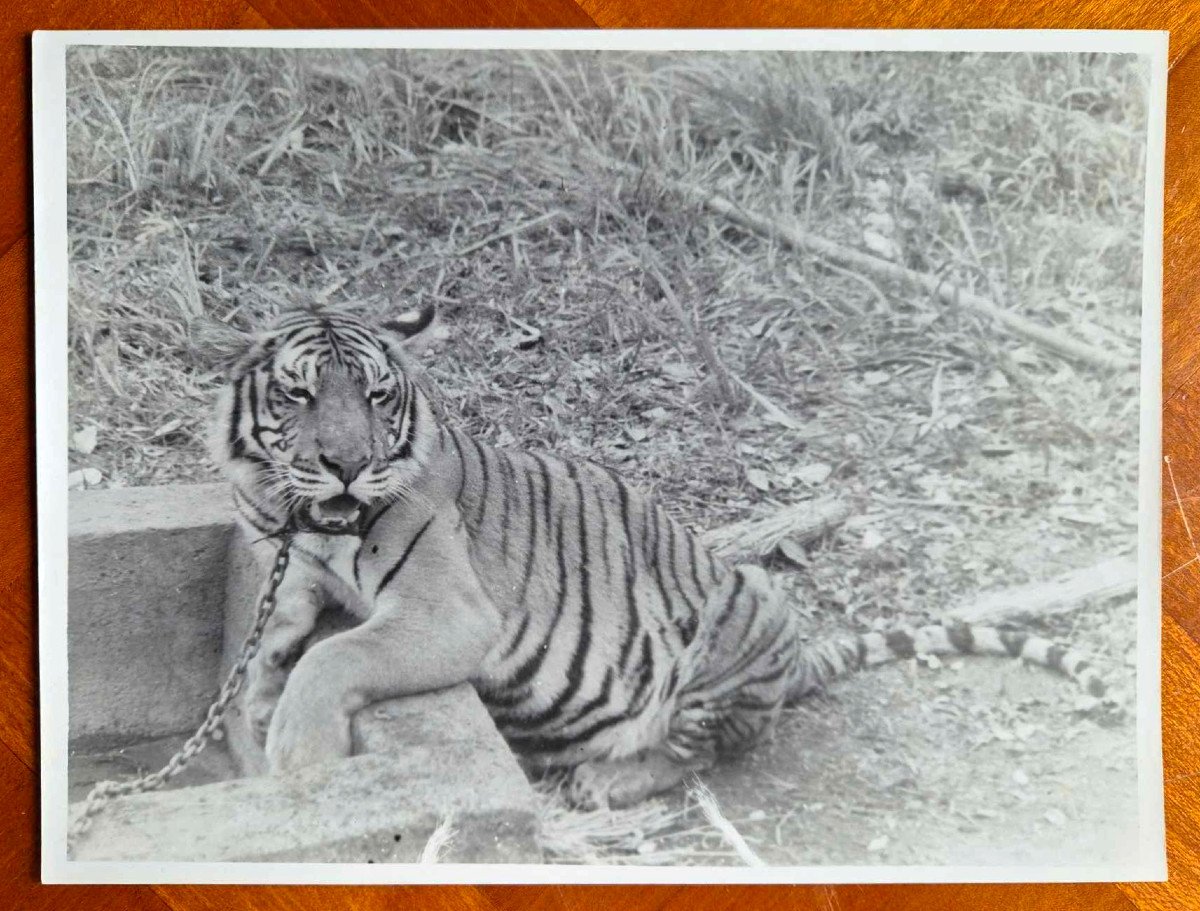 Photographie argentique originale de Seigneur Tigre 1955 Vietnam 