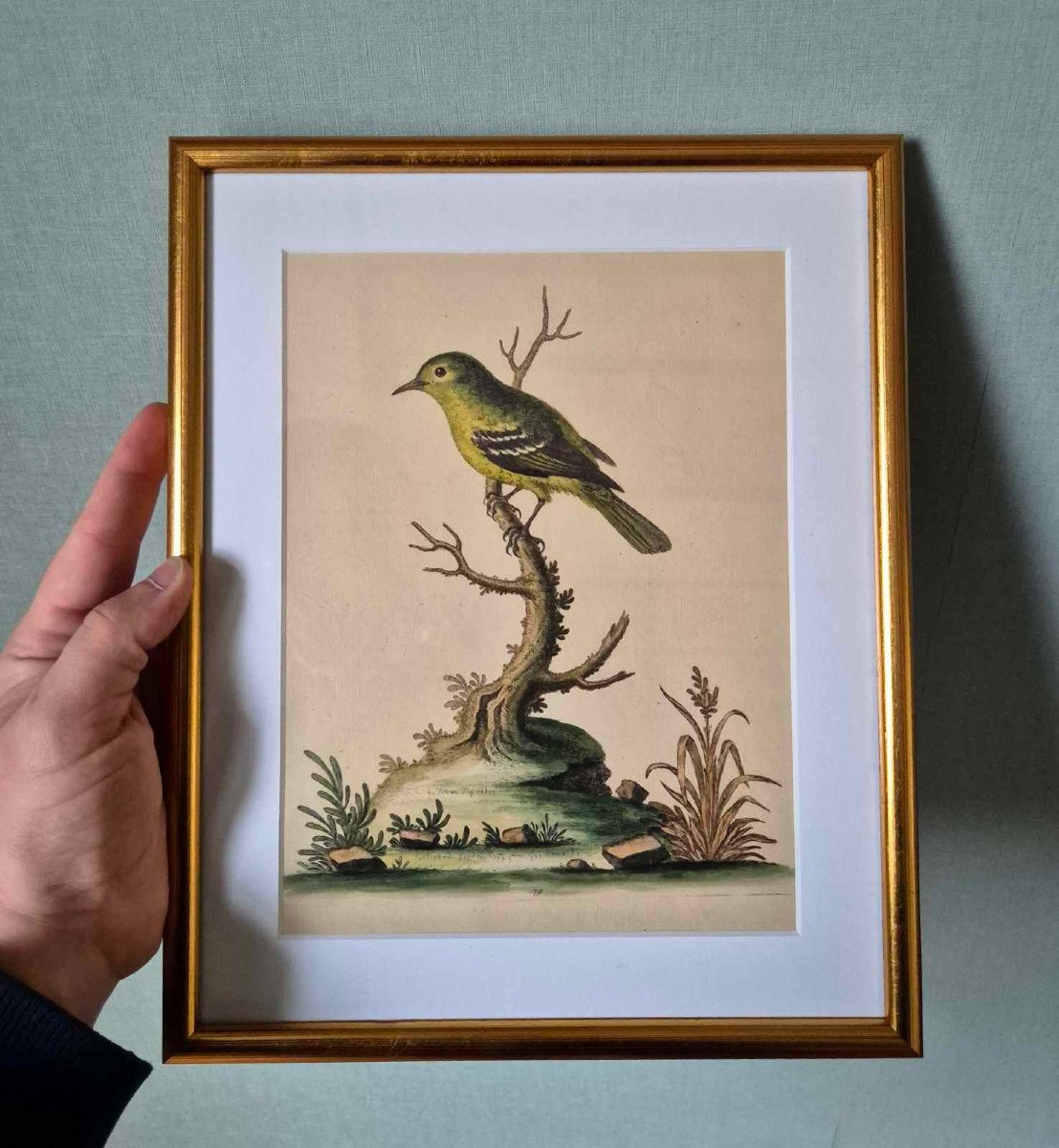 18th Century Watercolored Bird Engravings - Natural History Ornithology-photo-2