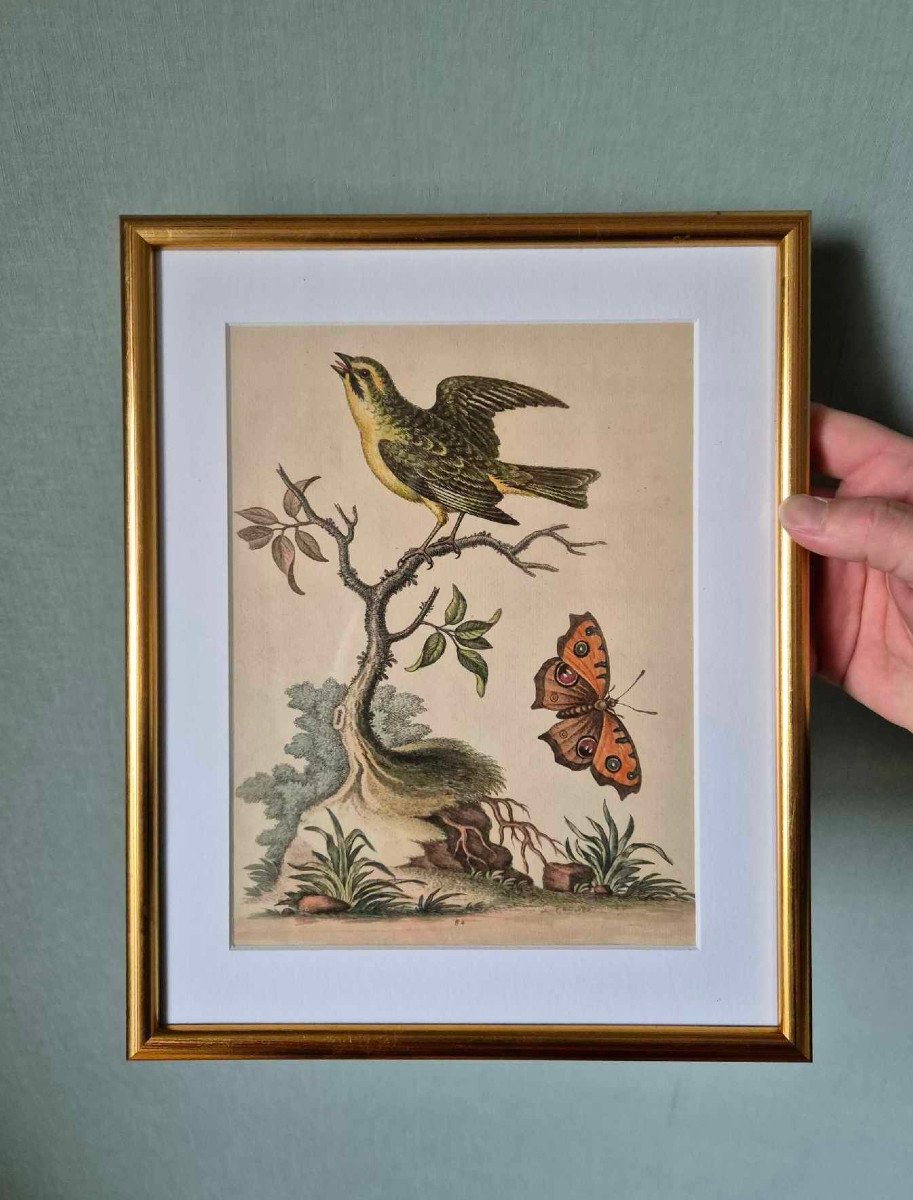 18th Century Watercolored Bird Engravings - Natural History Ornithology-photo-3