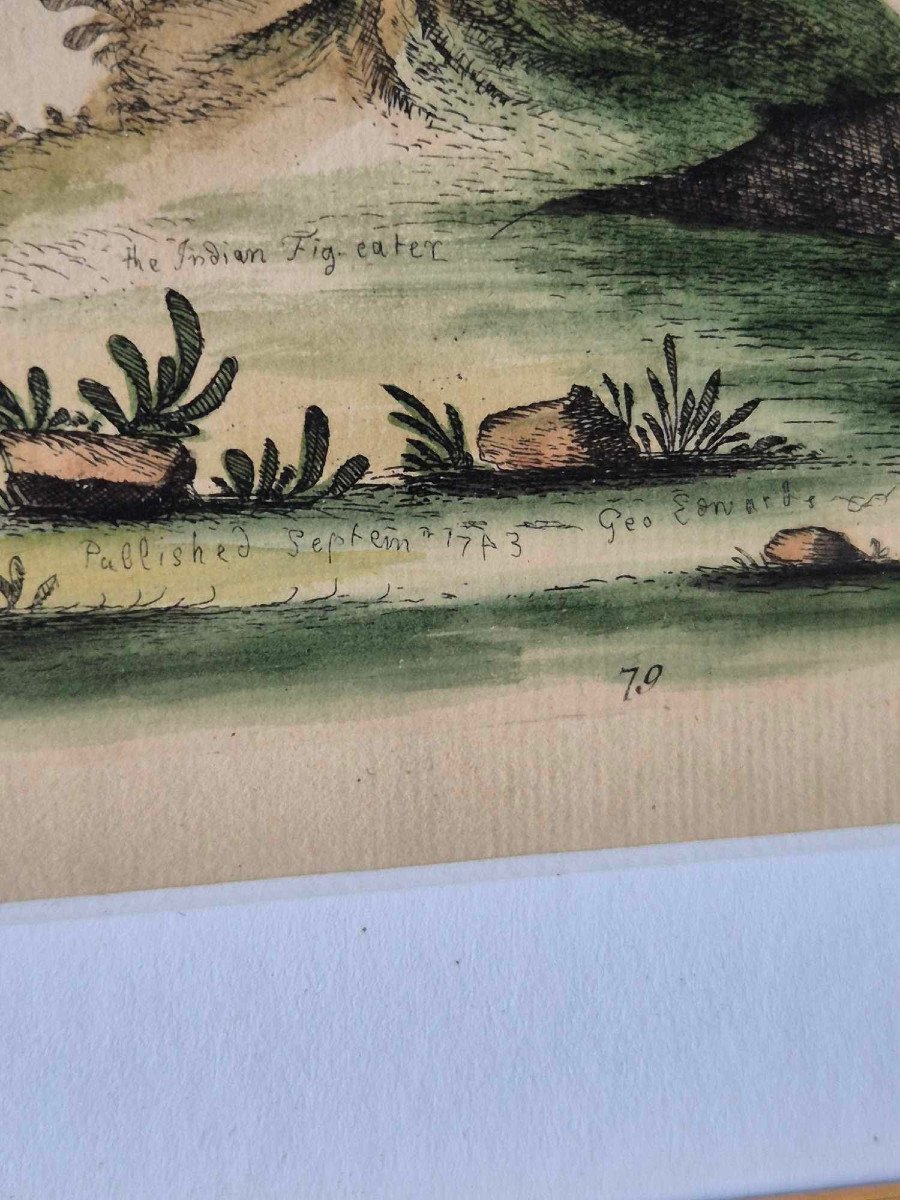 18th Century Watercolored Bird Engravings - Natural History Ornithology-photo-4