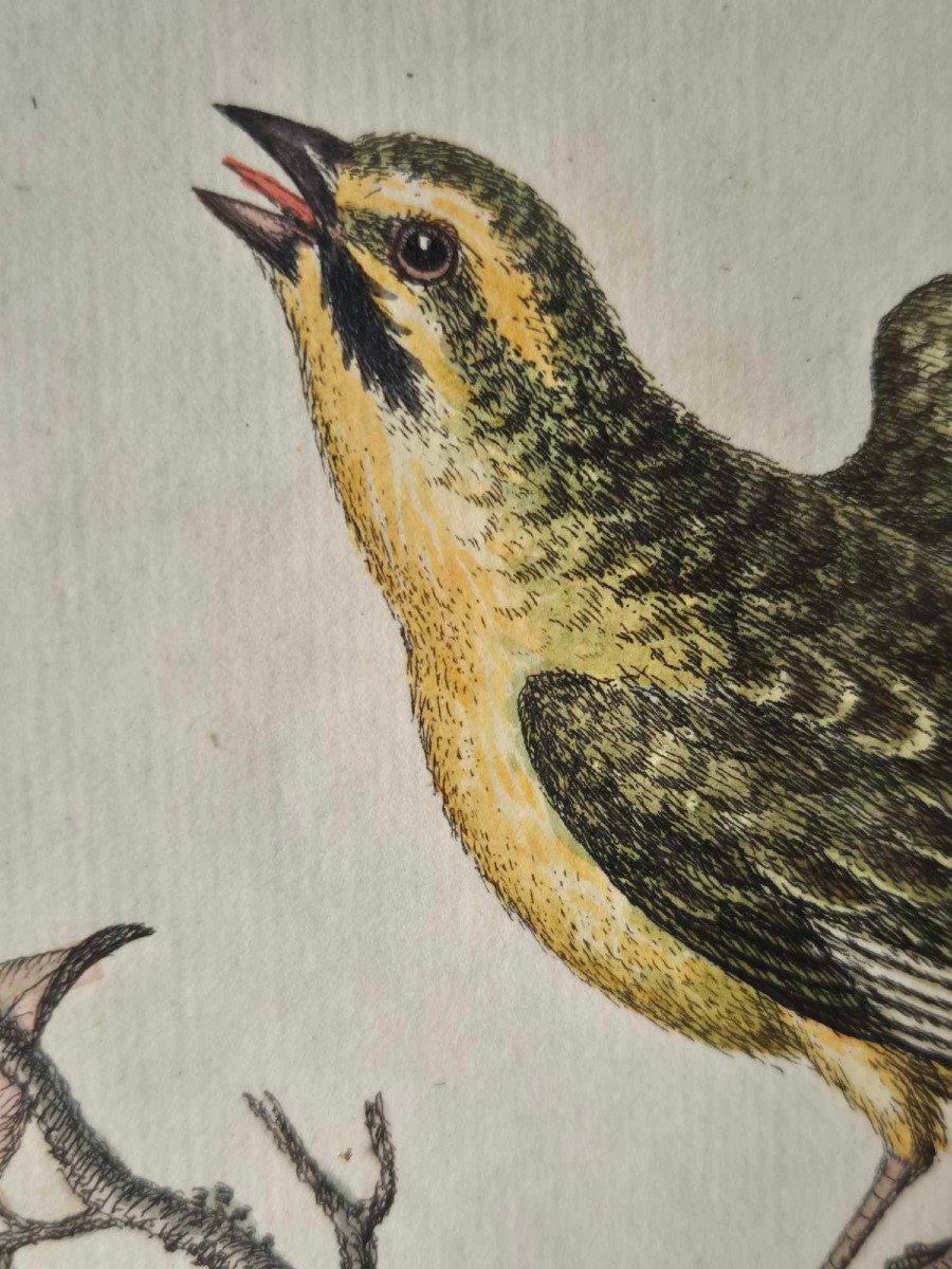 18th Century Watercolored Bird Engravings - Natural History Ornithology-photo-2