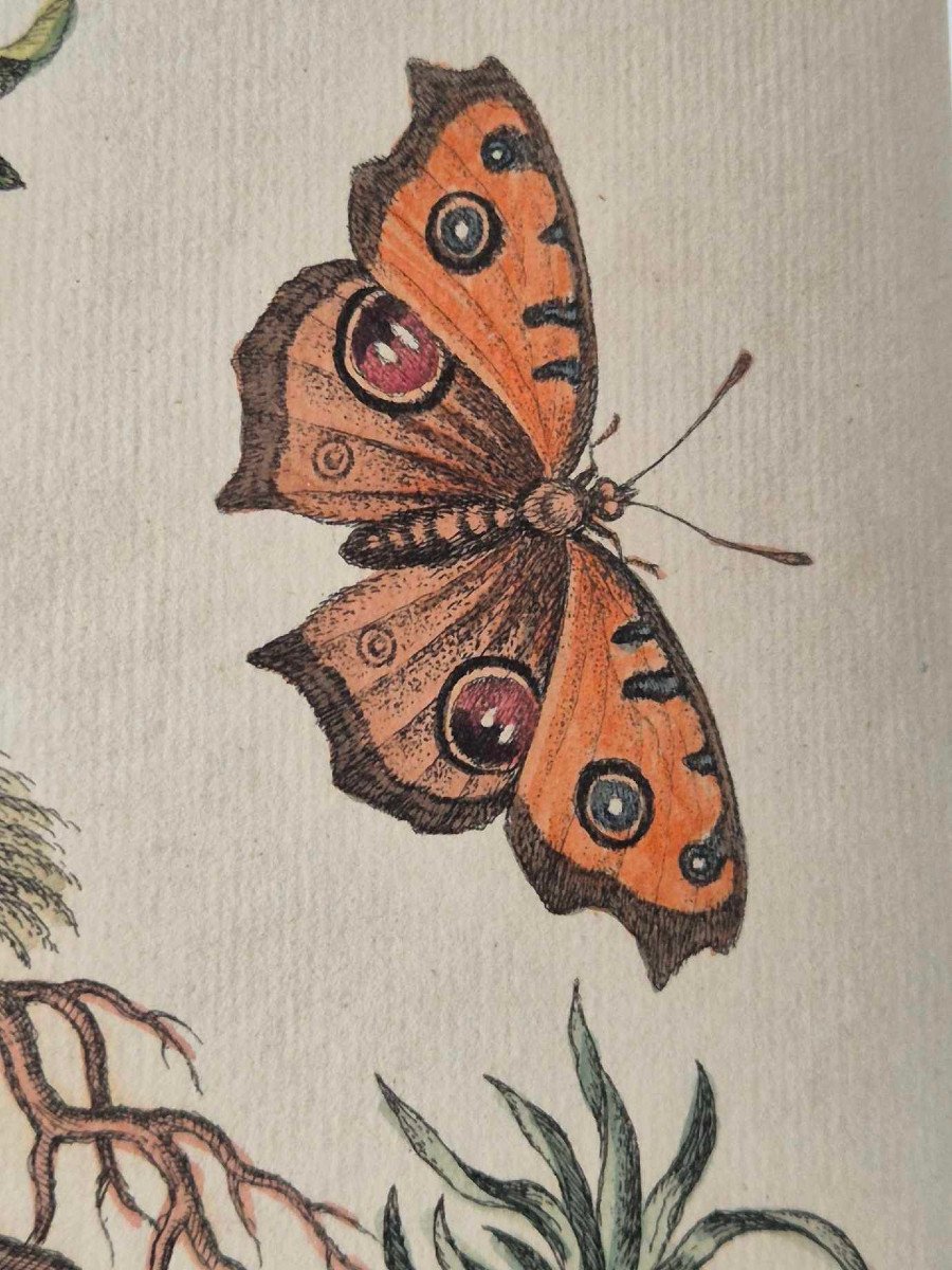 18th Century Watercolored Bird Engravings - Natural History Ornithology-photo-3