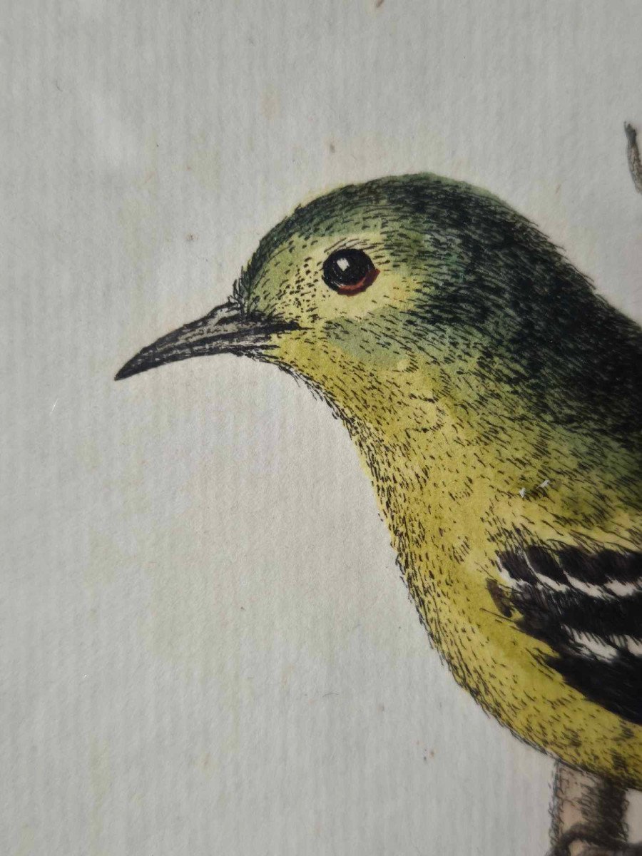 18th Century Watercolored Bird Engravings - Natural History Ornithology-photo-4