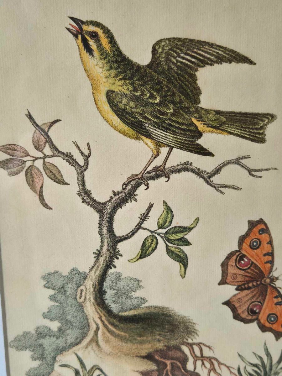 18th Century Watercolored Bird Engravings - Natural History Ornithology-photo-6
