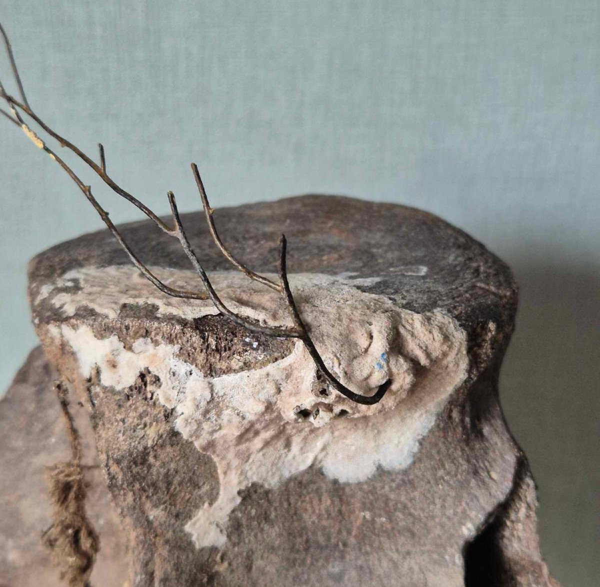 Large Fossil Vertebra With Gorgon -photo-4