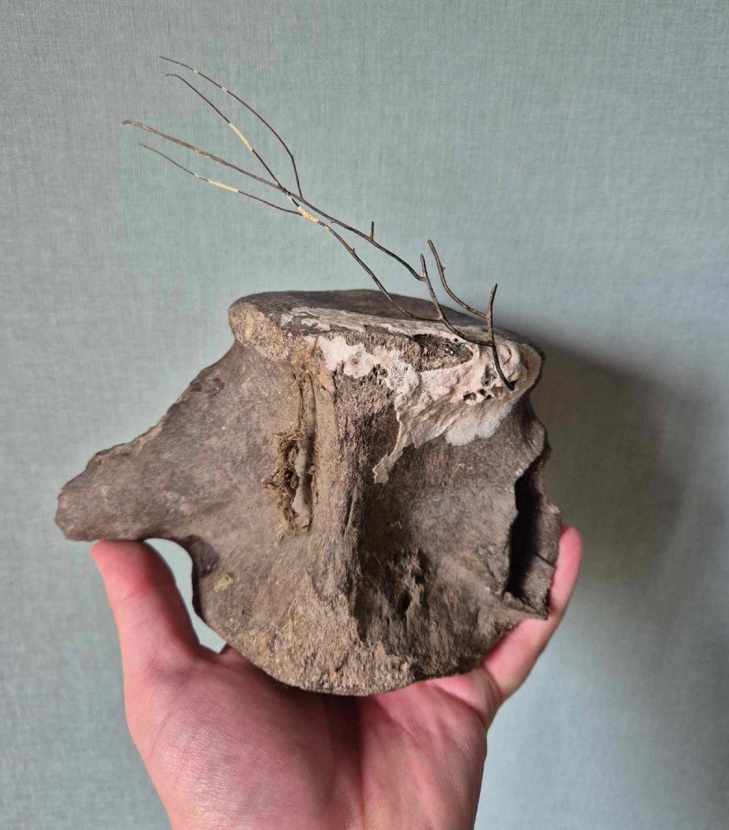 Large Fossil Vertebra With Gorgon -photo-1