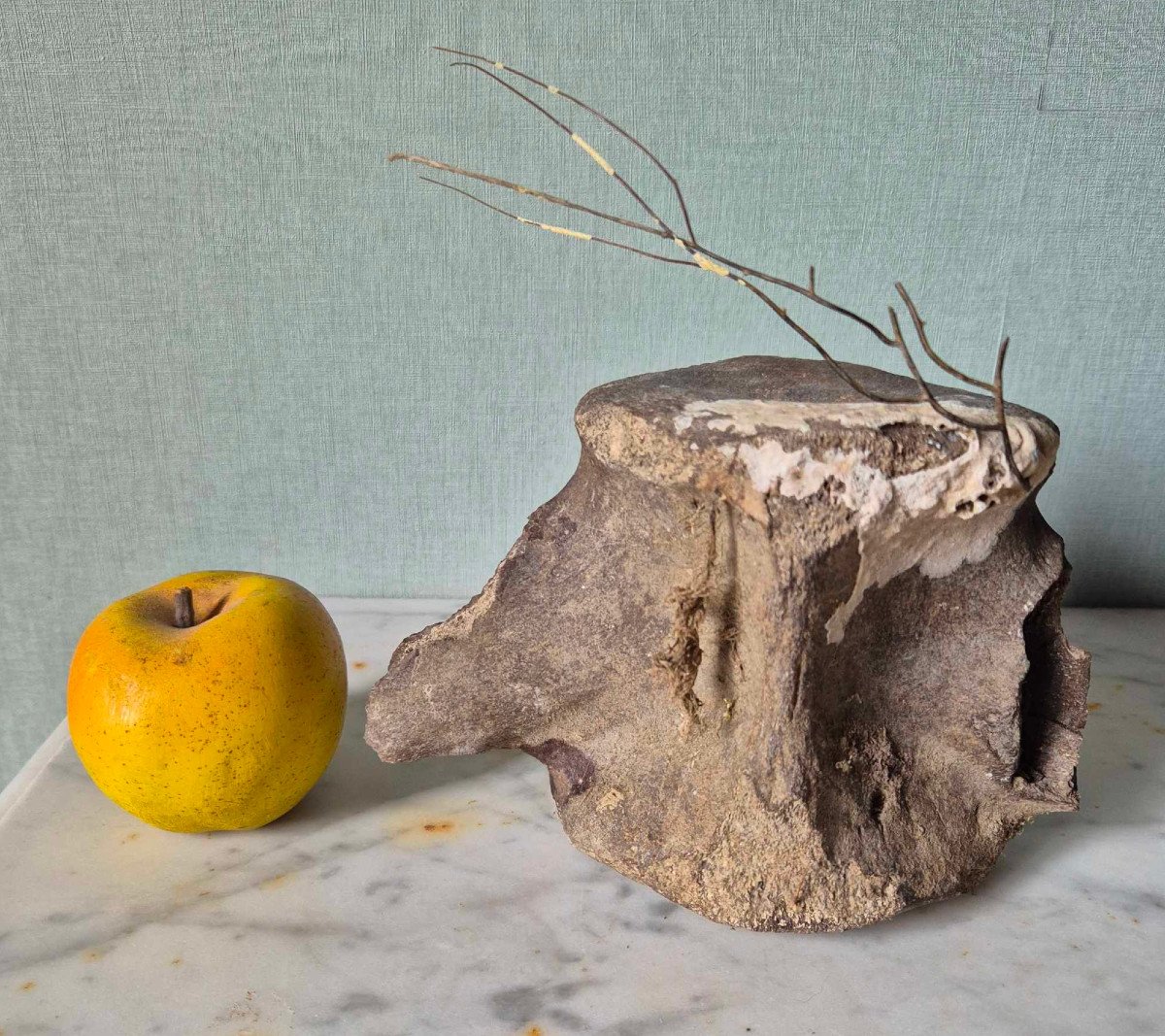 Large Fossil Vertebra With Gorgon 