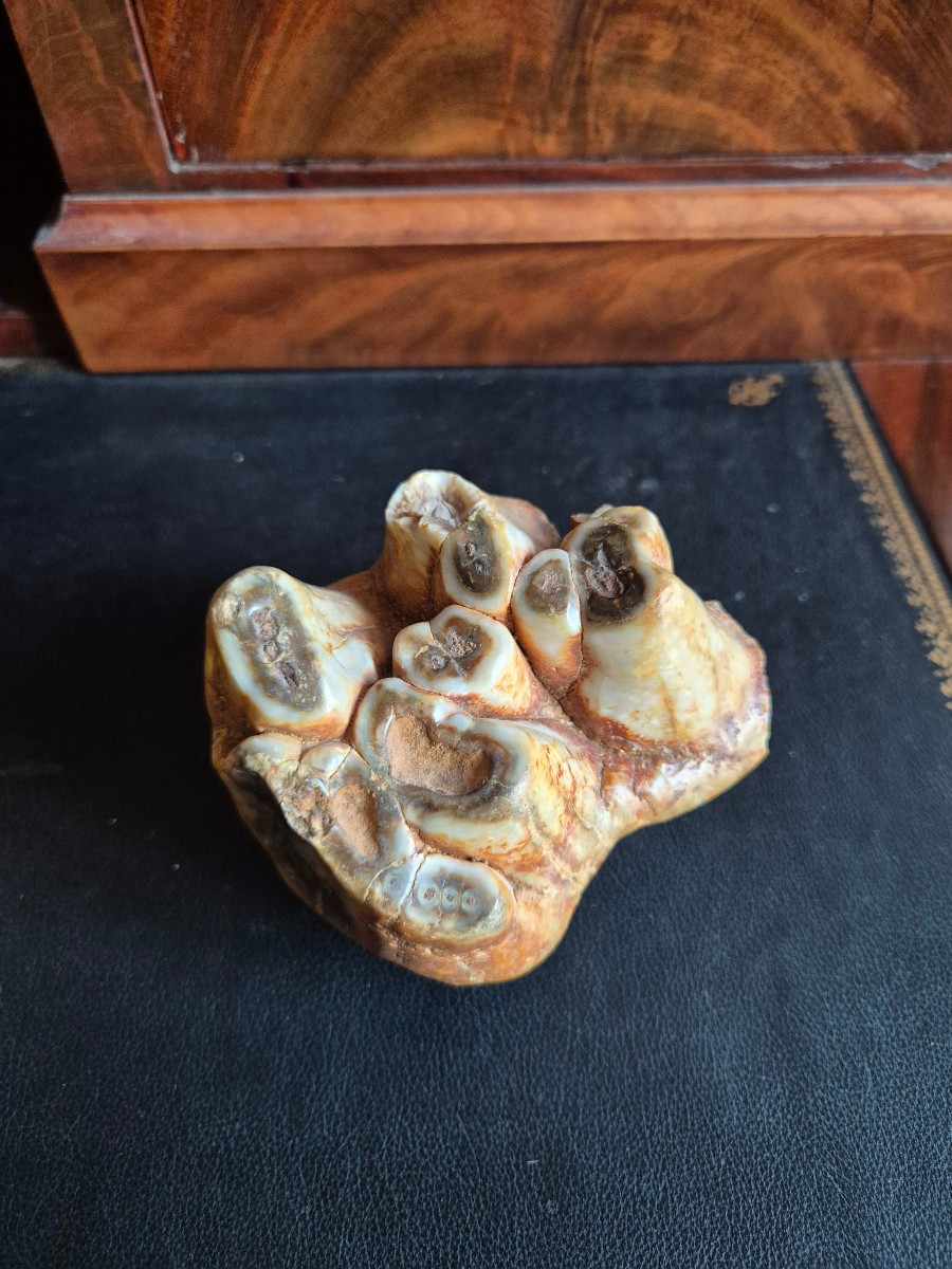 Anancus Plio-pleistocene Fossil Tooth From France-photo-2