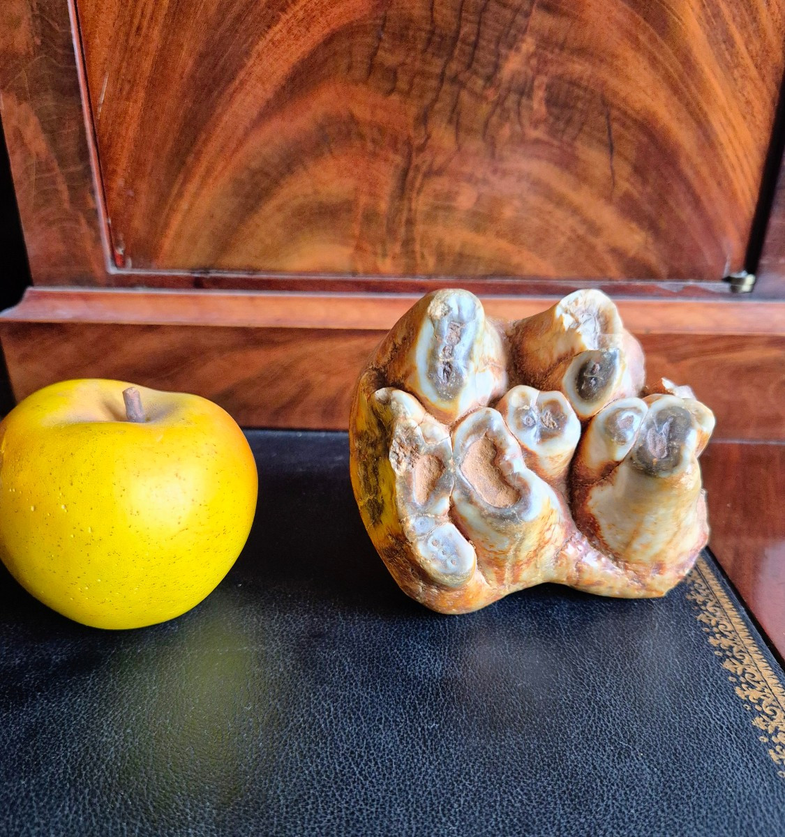 Anancus Plio-pleistocene Fossil Tooth From France-photo-1