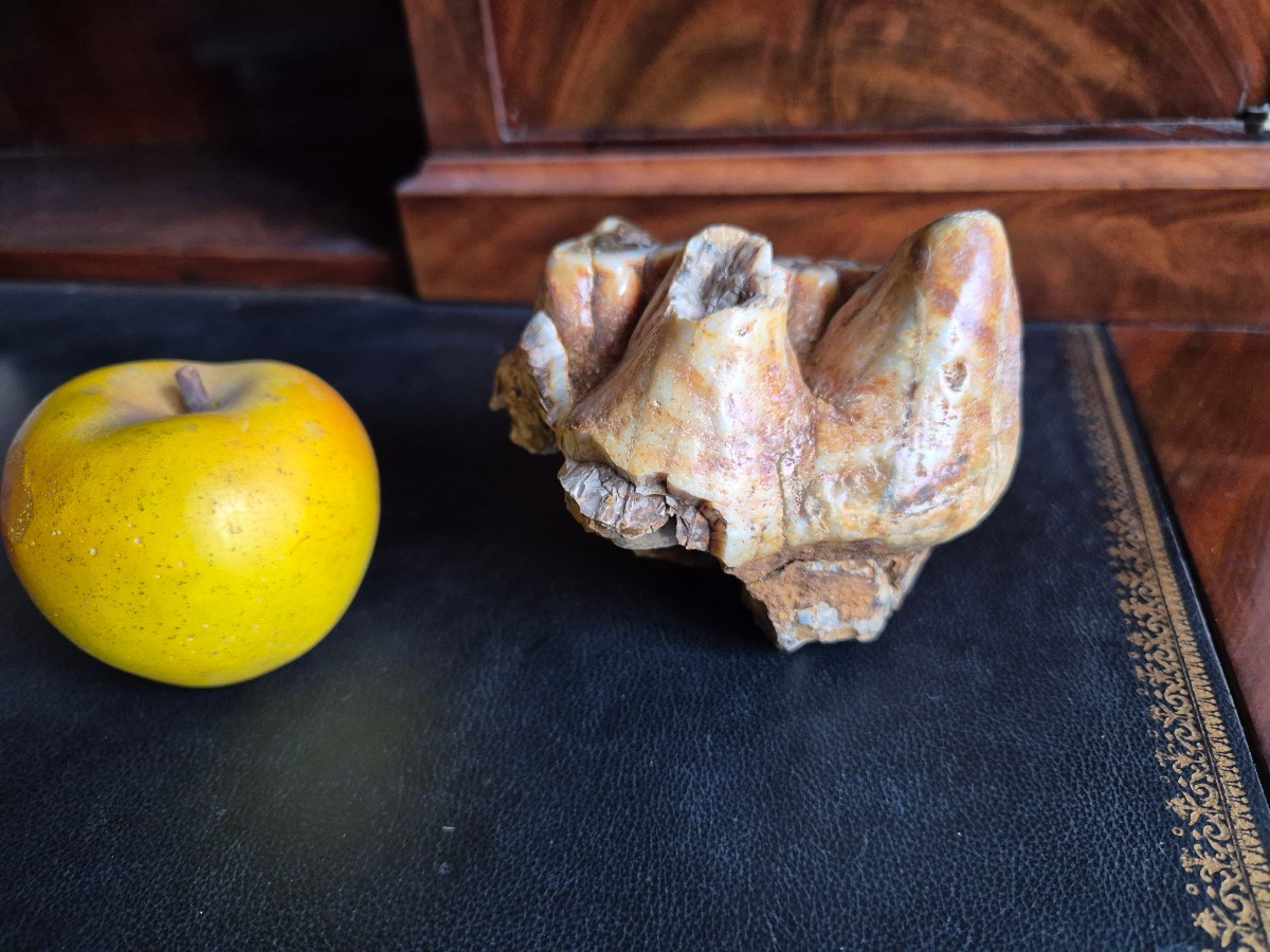 Anancus Plio-pleistocene Fossil Tooth From France-photo-3
