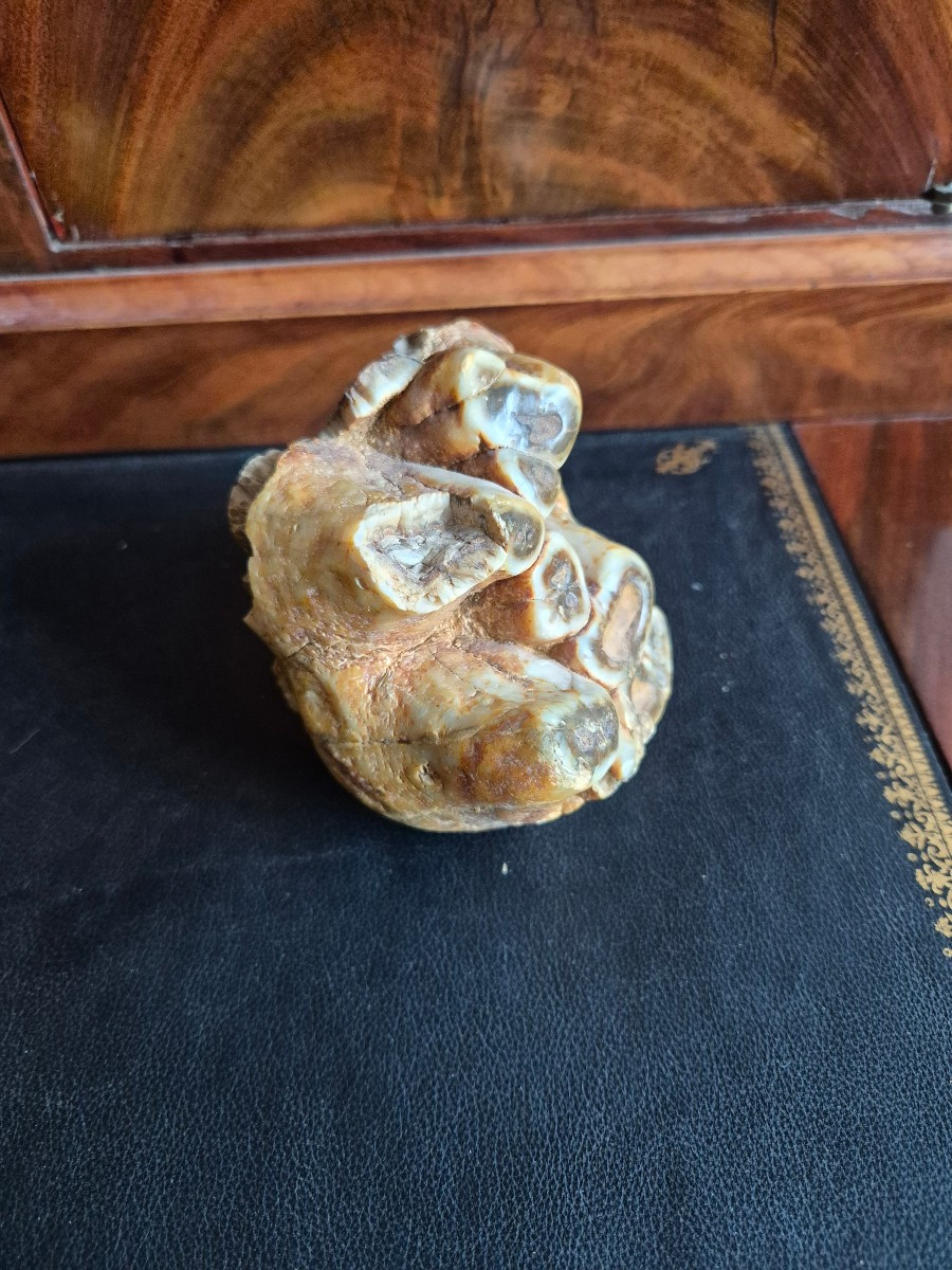 Anancus Plio-pleistocene Fossil Tooth From France-photo-4