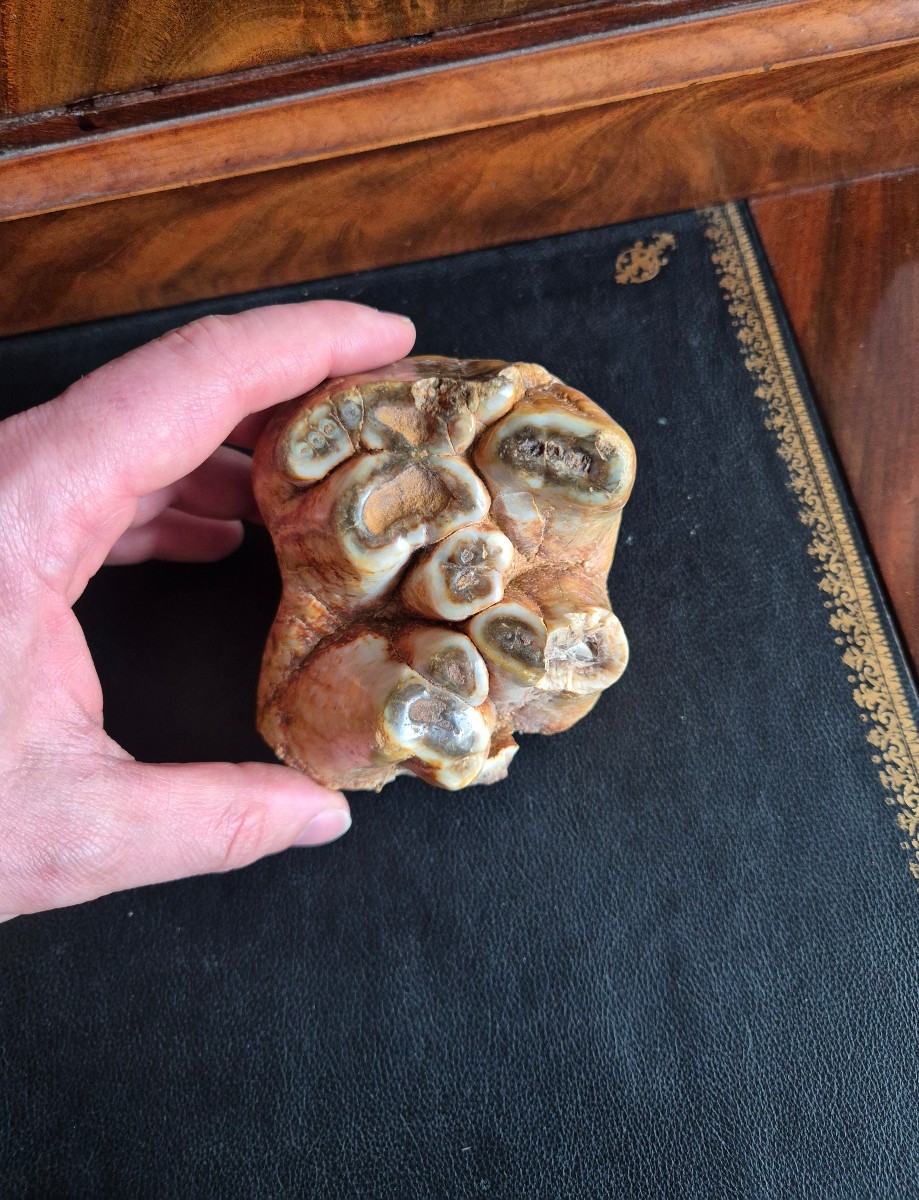 Anancus Plio-pleistocene Fossil Tooth From France-photo-5