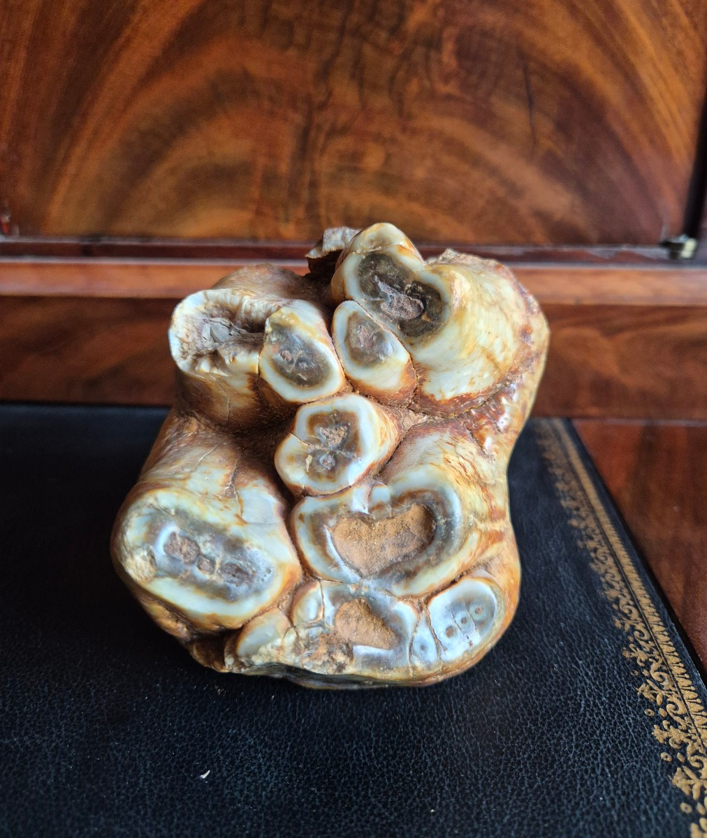 Anancus Plio-pleistocene Fossil Tooth From France