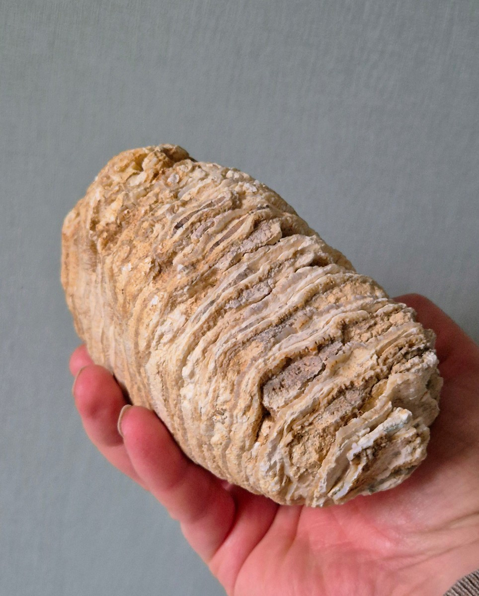 Fossilized Pleistocene Mammoth Molar From France -photo-2