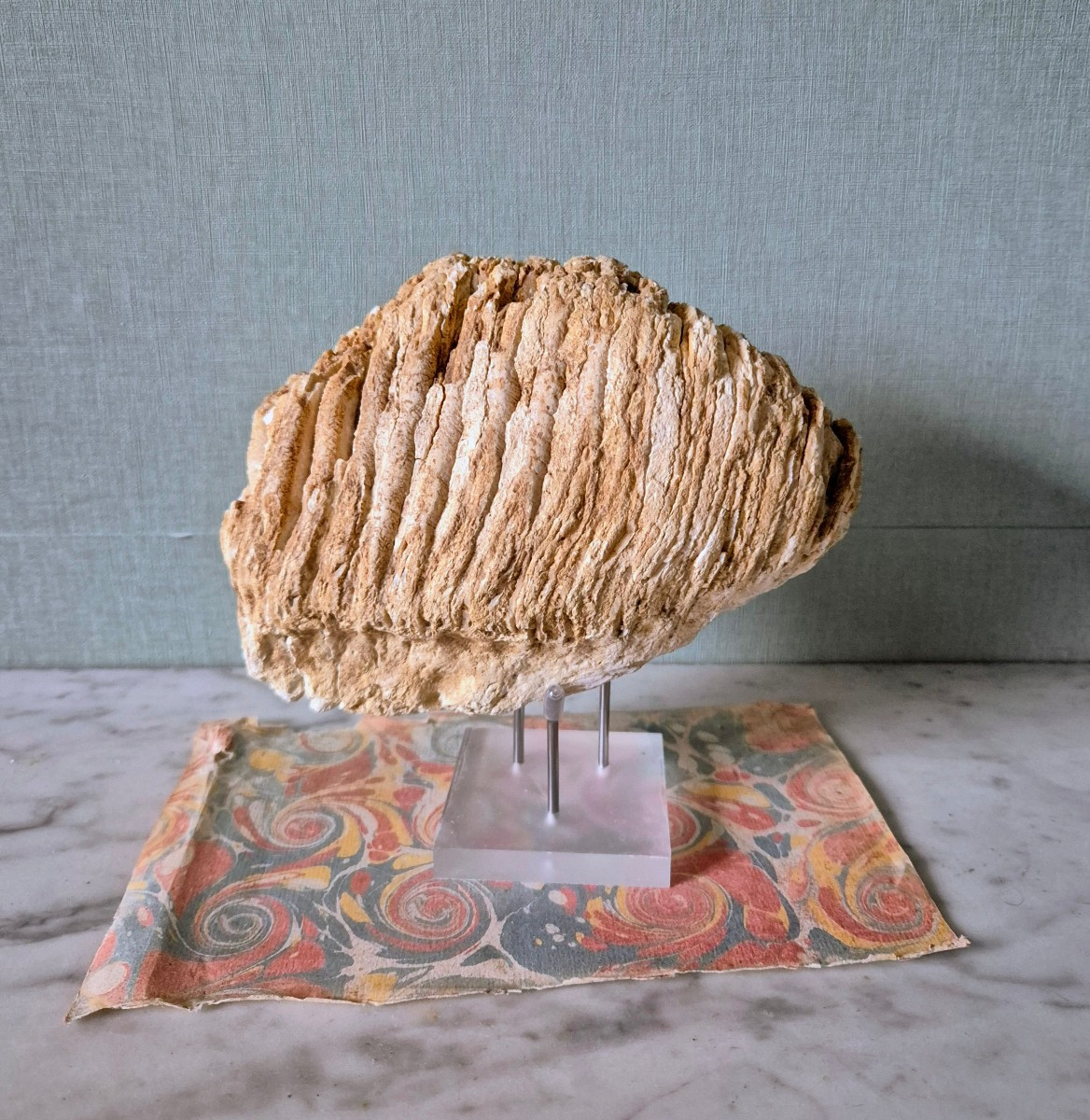 Fossilized Pleistocene Mammoth Molar From France -photo-3