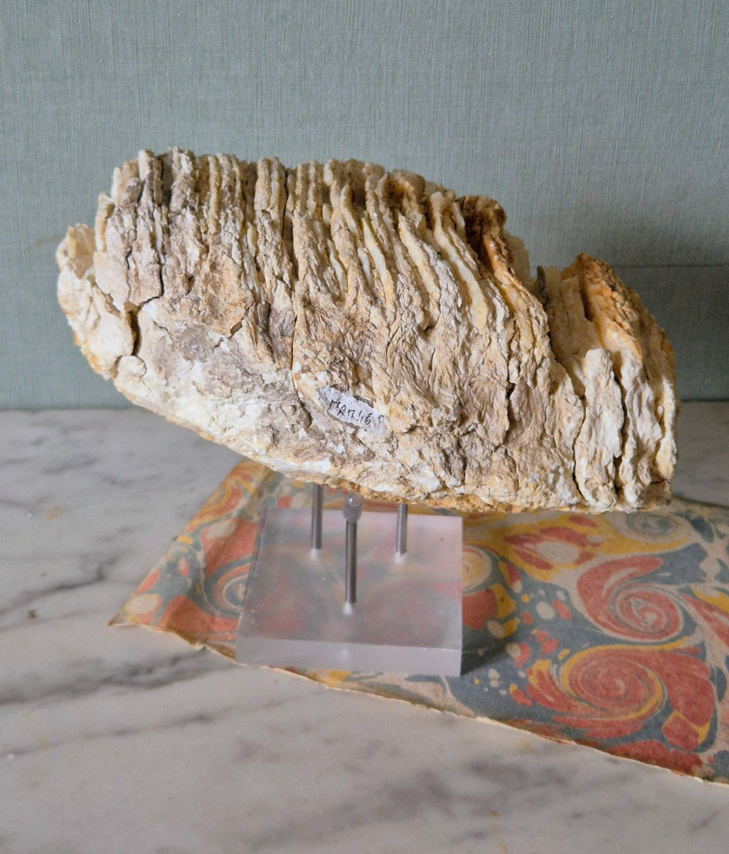 Fossilized Pleistocene Mammoth Molar From France -photo-1