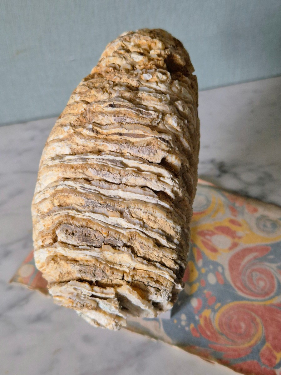 Fossilized Pleistocene Mammoth Molar From France -photo-2